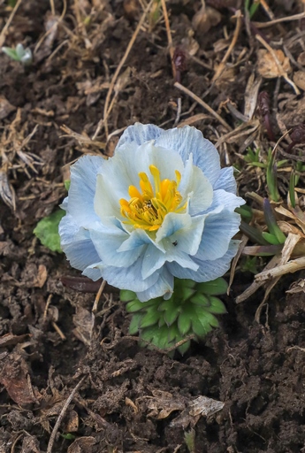 Trollius lilacinus